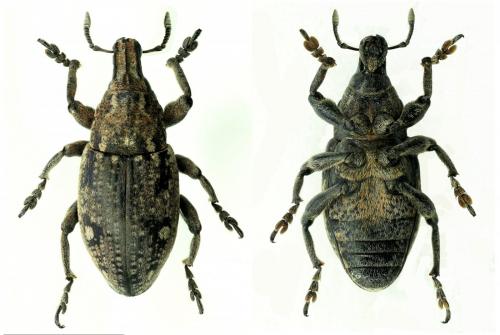 Réf. 255 756 : Leucophyes occidentalis